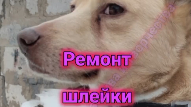 ремонт шлейки для питомца смотреть онлайн