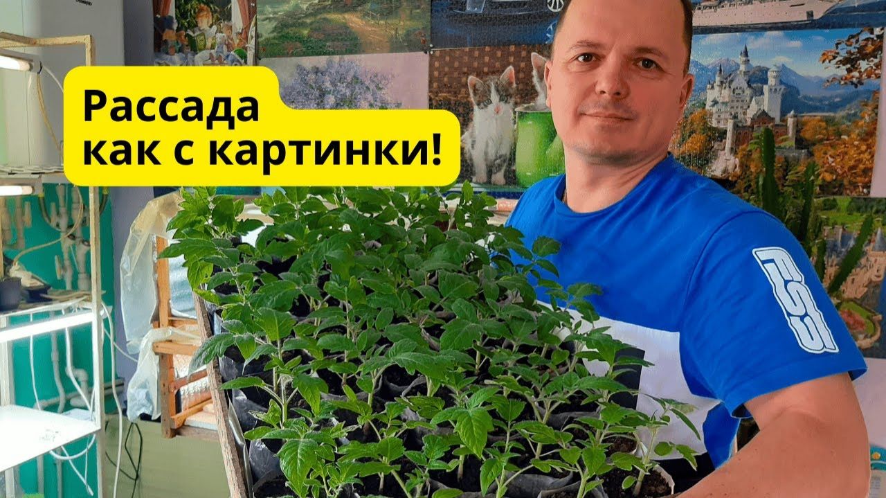 Рассада БЕЗ и С пикировкой- сколько раз пикировать рассаду смотреть онлайн