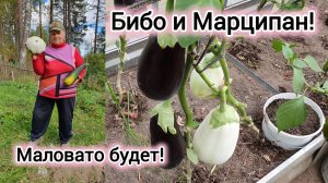 21 - 22.09.2024 Светогорск.🏙 Дела огородные,собираем урожай!🍆🍉Все остатки в мульчу!🍀