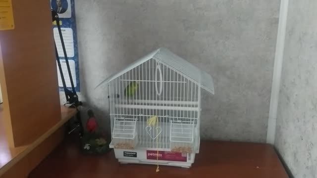 попугай Кеша с утра не проснулся ещё неохота ему