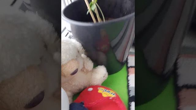 из грязи в князи