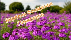 Вербена бонарская обзор и пикировка 19.02.26г.