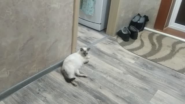 кошка фиска сытая лежит лень пошевелиться