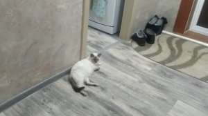 кошка фиска сытая лежит лень пошевелиться