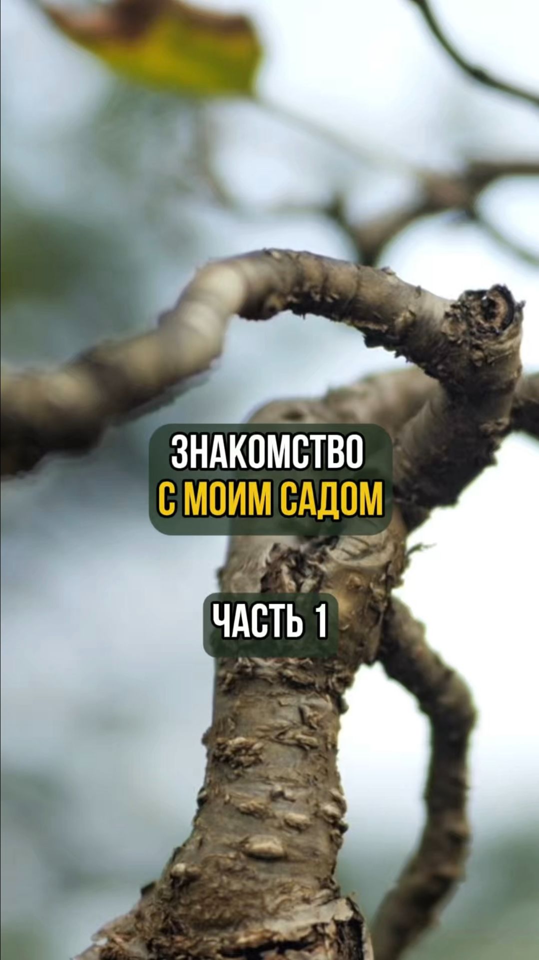 Знакомство с моим садом. Часть 1 смотреть онлайн