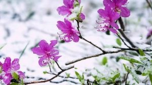 видеоклип песни "Багульник".