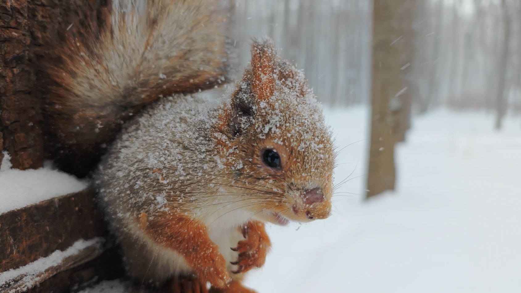 Белка в снегу. Зарисовка смотреть онлайн
