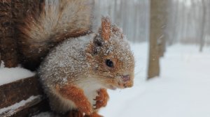 Белка в снегу. Зарисовка