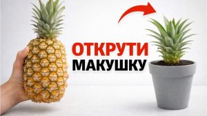 Быстрый и простой способ выращивания ананаса из покупного