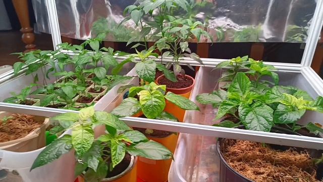 Острый перец сезон 2026, смотреть онлайн