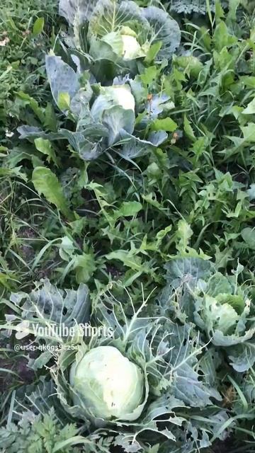 Ленобласть. Хвойное. 23.08.2024. Дача. Вилки капусты набирающие обьем ежесуточно