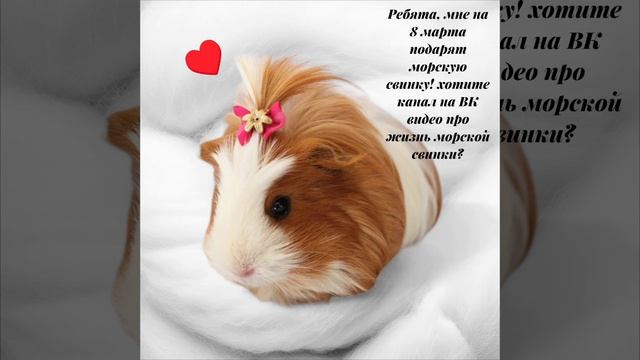 хотите ли вы канал на ВК видео ? 🤪