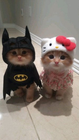 перчик Чили в. вау.