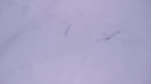 В парке во время  снегопада