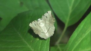 ИНСЕКТАРИЙ: 427. Пяденица Трёхотметинная (Eilicrinia trinotata)