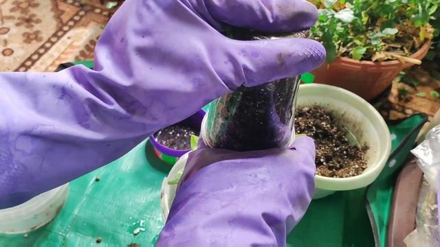 Перевалка горького перца Забияка от Манула из 200 мл в 1 литр. смотреть онлайн