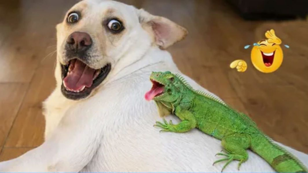 ЗАБАВНЫЕ МОМЕНТЫ С ЖИВОТНЫМИ, СНЯТЫЕ НА КАМЕРУ ВИДЕО ПРИКОЛЫ смотреть онлайн