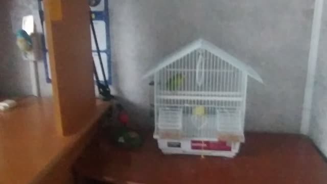 попугай Кеша