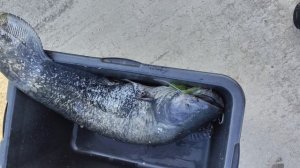 улов.рыбалка