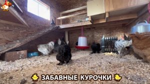 Забавные курочки несушки на сельском подворье 🤗😂😜 (112)