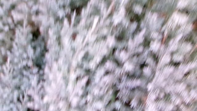 100_0019 Можжевельник февраль 2026