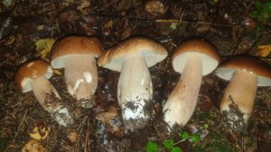 МОЛОДЫЕ ДУБОВЫЕ БЕЛЫЕ ГРИБЫ ПРУТ !