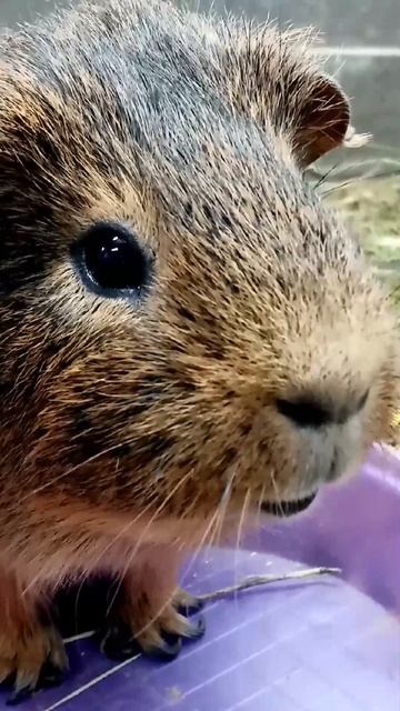 Угадайте, что это за животное