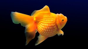 🐠 ФОНОВАЯ УСПОКАИВАЮЩАЯ МУЗЫКА ДЛЯ СНА 🎵 МЕДИТАТИВНАЯ РАССЛАБЛЯЮЩАЯ МУЗЫКА ДЛЯ ДУШИ