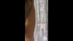 Котята питомника кошек  РАР МИРАР