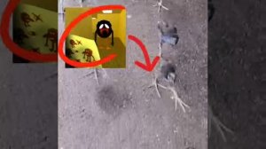 ООООО ЩИТ СКЕБООООБ