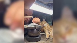 Кот-помощник ювелира сделал своего хозяина блогером и стал звездой соцсетей