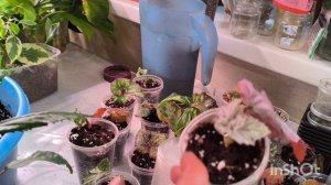 Пересадки. Результаты укоренения бегонии листом. Часть 1