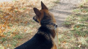 Собираюсь к подружке💕🌿/ Наш пёс Гром🐕🦴🐾