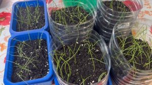 Лук чернушка первая стрижка.