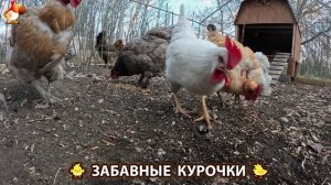 Цыплята и Курочки селяночки лучшие беспородные несушки 🥚 (443)