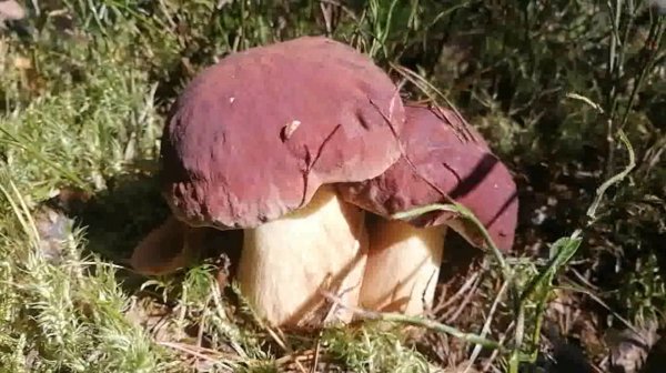 Сосновые боровички пошли