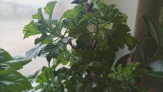 Обзор комнатных цветов! смотреть онлайн