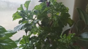 Обзор комнатных цветов!