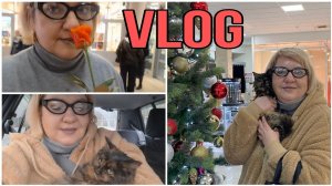 МЫ ЭТО СДЕЛАЛИ! УРА! СПАСАЕМ КОШЕЧКУ. ВОСПАЛЕНИЕ ЛЕГКИХ. ОЛЬГА ВИШЕНКА НА ТОРТЕ. VLOG.