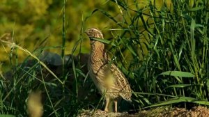 Звук природы. Птицы. Пение птицы Перепел в поле