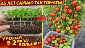 25 лет сажаю томаты таким способом! Рассада всегда низкая, здоровая и урожая в 2 раза больше!