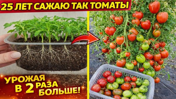 25 лет сажаю томаты таким способом! Рассада всегда низкая, здоровая и урожая в 2 раза больше!