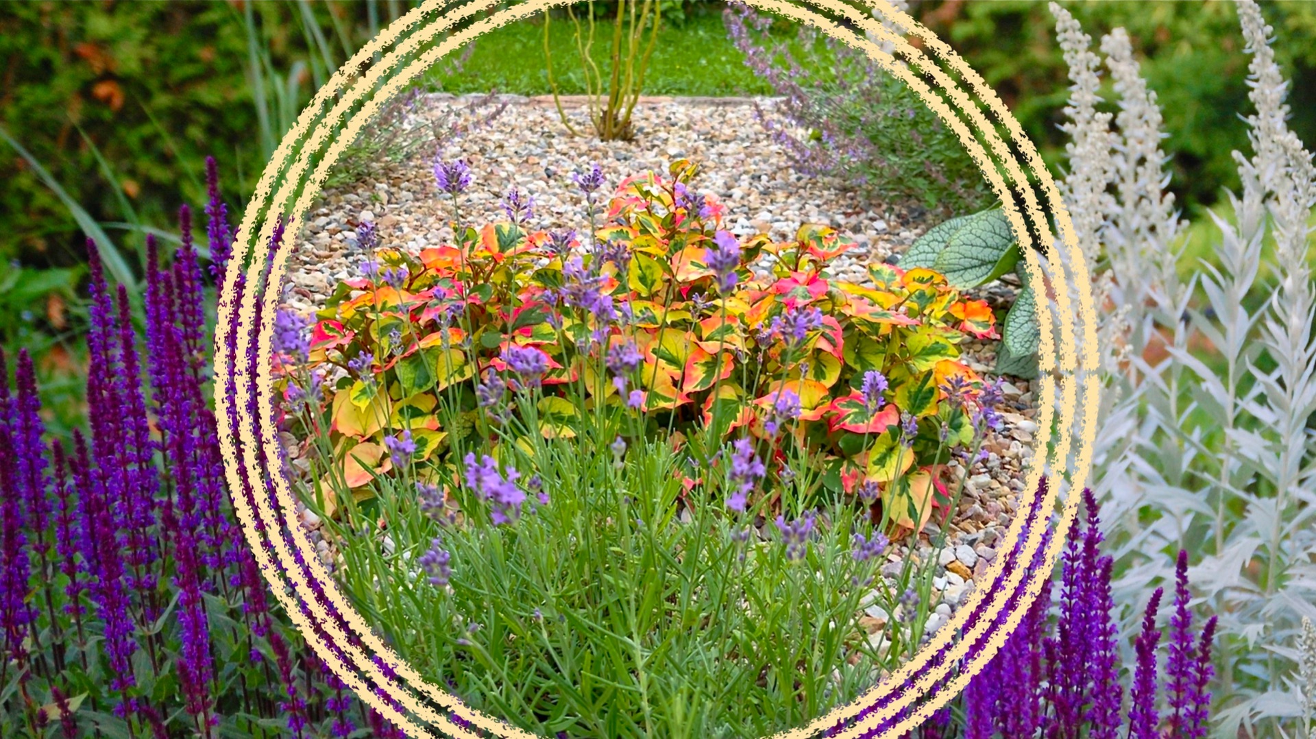 Красивоцветущие многолетние растения, размножающиеся самосевом. Продолжение. смотреть онлайн