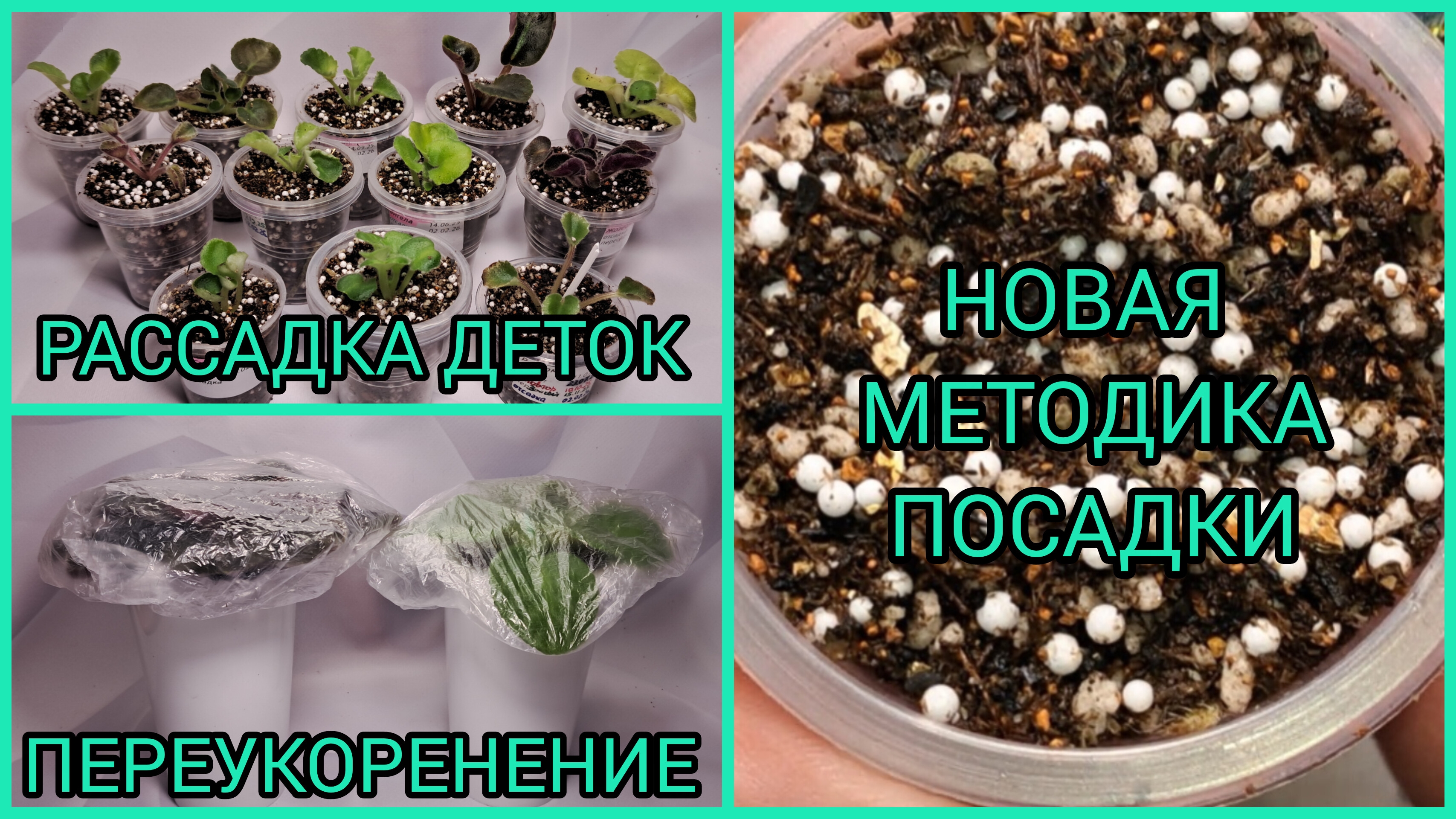 Отсадка и рассадка деток. Переукоренение фиалок. Сажаю по новой методике. смотреть онлайн