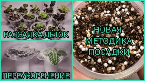 Отсадка и рассадка деток. Переукоренение фиалок. Сажаю по новой методике.