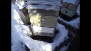 ужасы в феврале, вынужденная зимняя подкормка пчел и результаты такой подкормки ( видео из архива )