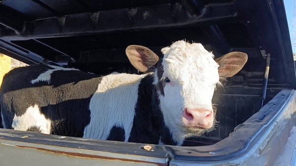 Докупили недостающих бычков/Очередная оттепель нахлынула