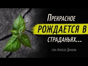 "Прекрасное рождается в страданьях" - стих о смысле страданий и истинной любви. Поэзия для души