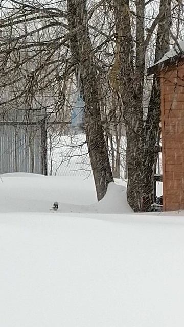 Птичий мир смотреть онлайн