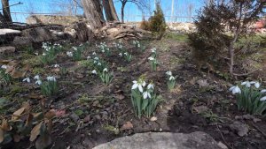 18 февраля 2026г.Навожу порядок на грядках.